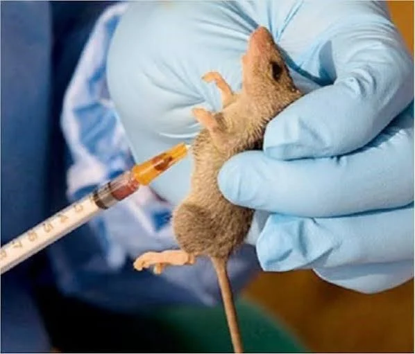 Lassa Fever Cases Rise: NCDC Reports 229 Deaths in 2026