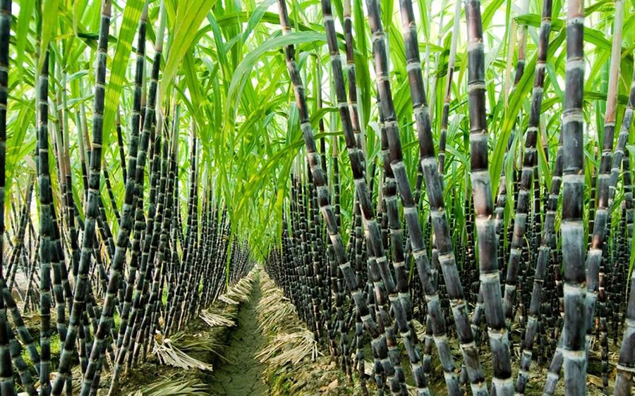 Nigeria Targets Sugar Self-Sufficiency as NSDC Unveils $7.1bn Investment Drive