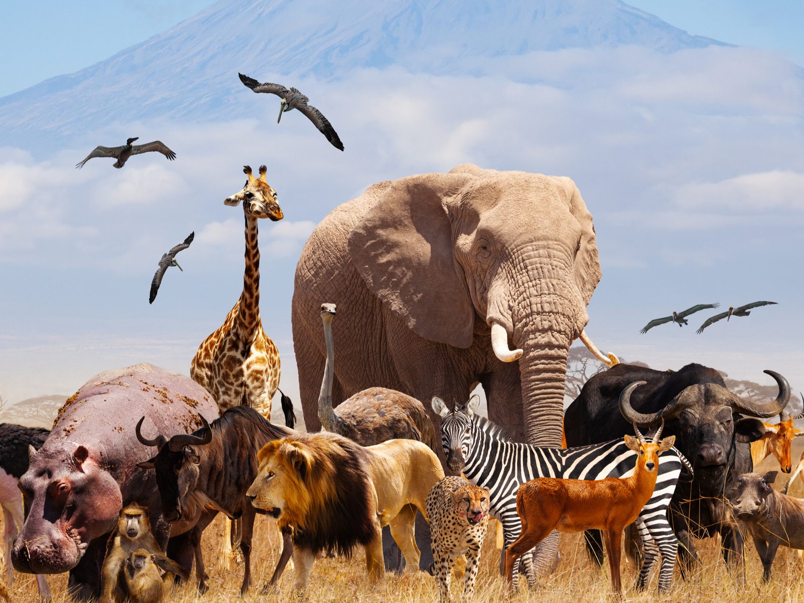 2026 World Animal Day: Heat, drought, floods put animals at risk, experts warn